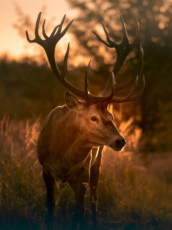 Schießkino-Paderborn_Holden-Custom-Guns